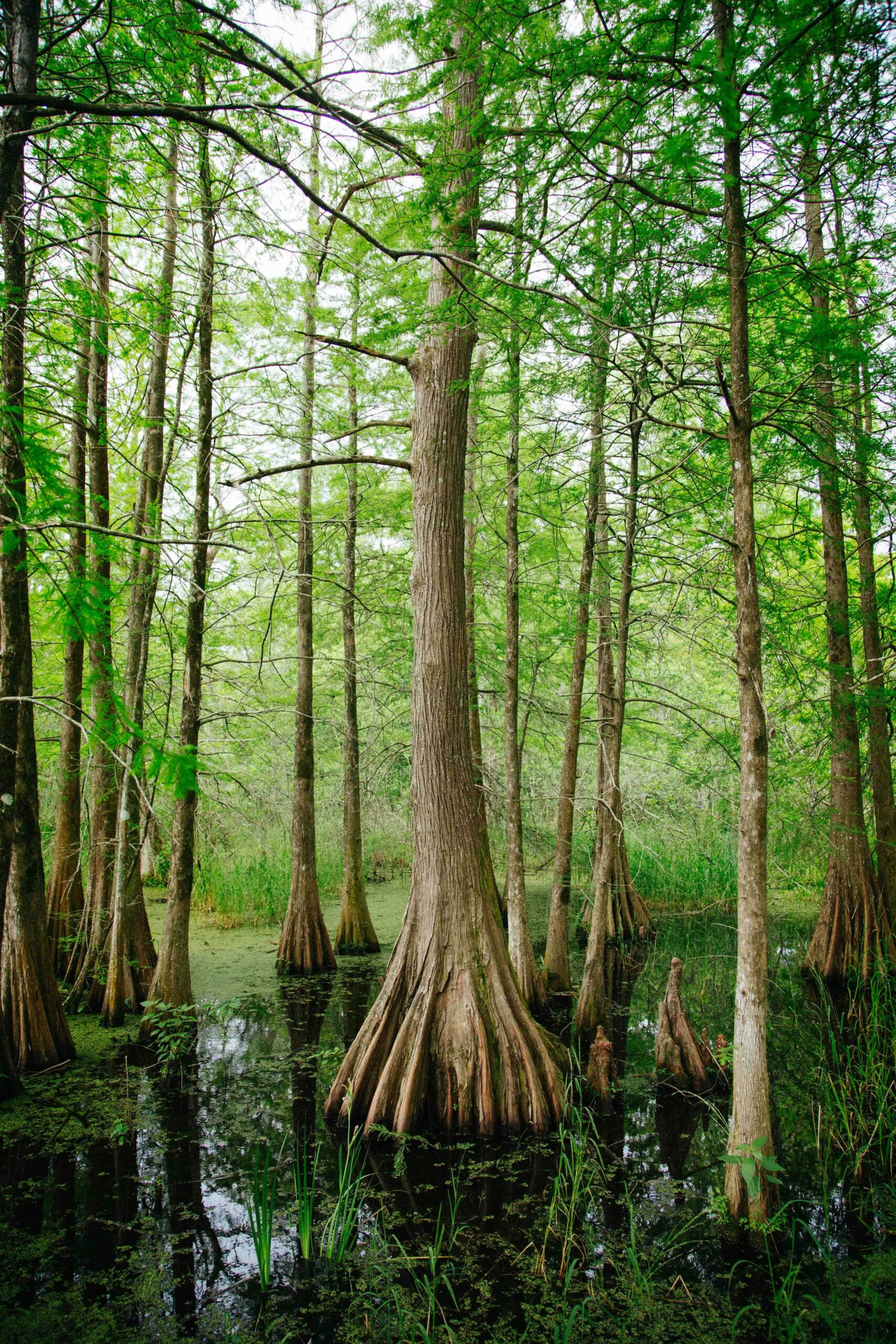 Louisiana